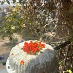 کیک و شیرینی خانگی شرق