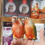 پت شاپ دهکده منقارکج‌ها