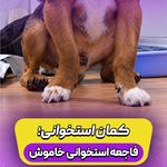 کلینیک دامپزشکی دکتر سابیزا