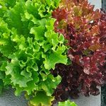 گلخانه هیدروپونیک شیرعلی حیدری