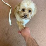 مربی سگ تربیت سگ داگ ترینر