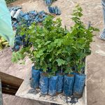 نهالستان انگور رویان تاک