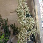 گلفروشی فلور