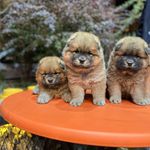 پت شاپ فراز (عظیمیه)