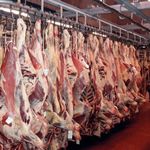 عمده فروش گوشت محسنی