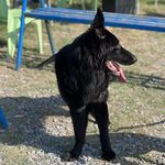 کلینیک دامپزشکی