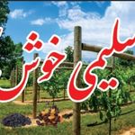 پخش کشمش مویز شیراز