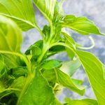 سبزی خردکنی خانگی مادر با ارسال رایگان