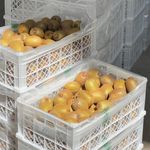 ارش فتحی میانکوه کیوی صادراتی