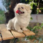 کلینیک دامپزشکی فرهنگ