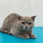 اصلاح و شستشو حیوانات خانگی حدیث
