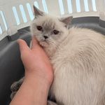 درمانگاه دامپزشکی های پت