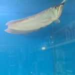 آکواریم نایجر