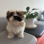 کلینیک دامپزشکی رنیسا