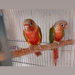 پرنده سرای کوروش - بهشهر - 5776