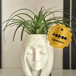 فروش آنلاین گل های آپارتمانی