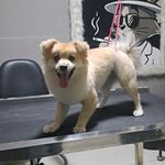 آرایشگاه حیوانات سحرپت گرومینگ