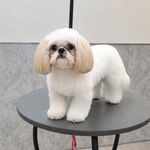 آرایشگاه تخصصی حیوانات خانگی گلدن گرومینگ
