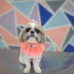 هتل پانسیون خانه دوم(پانسیون حیوانات)