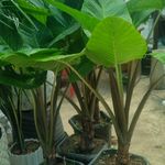 گلخانه وگل قروشی