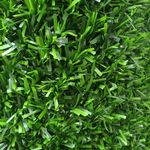 فروشگاه چمن مصنوعی ایرانیان چمن