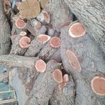 فروش چوب عناب و گردو امید چهکندی