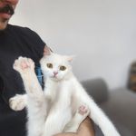کلینیک تخصصی دامپزشکی لیام