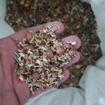 دانه پرندگان خلیج فارس dane_khalijورامی