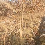 نهالستان یاران