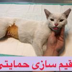 کلینیک دامپزشکی تریتامیرداماد