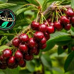 نهالستان نهالوند فروش نهال