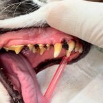 درمانگاه دامپزشکی های پت