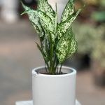 بازار گل لشگری