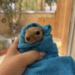 دامپزشکی اطلس وت