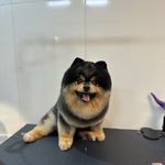 آرایشگاه حیوانات خانگی لاو لی پت