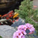 فروشگاه گیل کوی