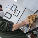 درمانگاه دامپزشکی دکتر خرمی - اصفهان - 9296