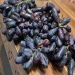 نهالستان همیشه بهار