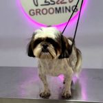 خدمات آرایشگری حیوانات خانگی عرب حلوایی