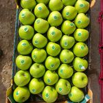 میوه فروشی محمد حسنی