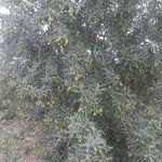 تولید و پخش زیتون