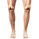 ارتوپدی فنی نبض حرکت، اسکن کف پا،کفی طبی