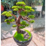 گلفروشی لوکس ویوا فلورا