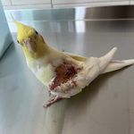 مجتمع درمانی دامپزشکی مهر(دکتر عباسی)