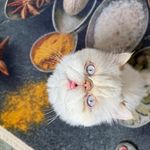 پانسیون گربه و جونده نِکو