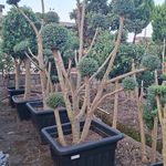 خرید و فروش انواع گل های بیرونی پسندی