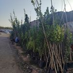 گلخونه و نهال فروشی