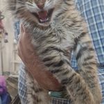 کلینیک دامپزشکی پاندورا