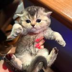 خدمات آرایشگری حیوانات خانگی عرب حلوایی