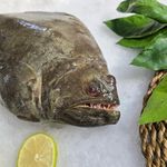 ماهی خونه | زرین تجارت هرمزگان